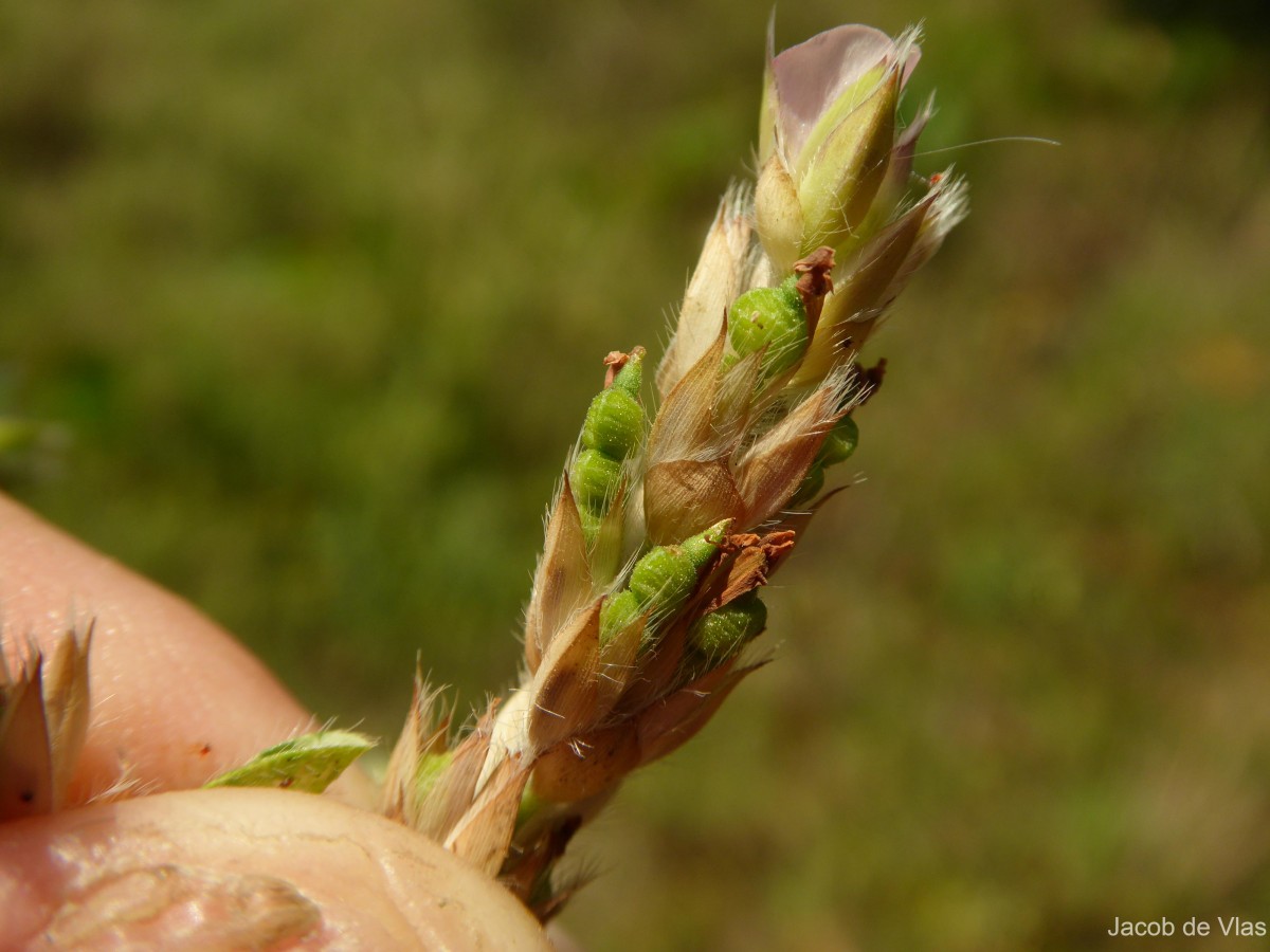 Alysicarpus scariosus (Rottler ex Spreng.) Graham